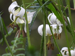Lilium taliense