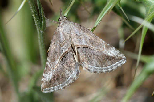 Zekelita antiqualis (Hübner, 1809)