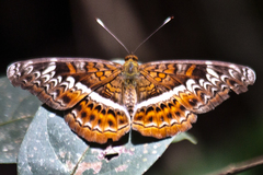 Lebadea martha martha