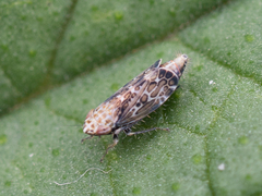 Errastunus ocellaris