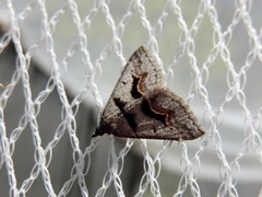 Dichromodes atrosignata