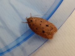 Garrha atripunctatella