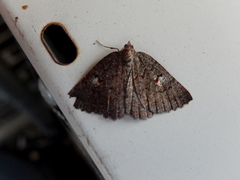 Apodasmia rufonigraria