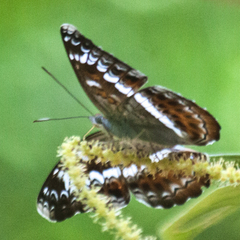 Lebadea martha martha