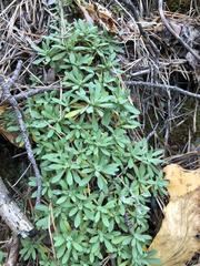 Schivereckia podolica
