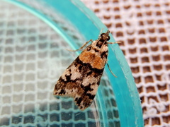 Scoparia charopoea