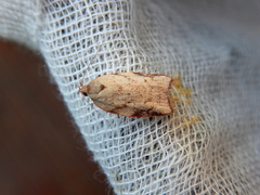 Euchaetis inceptella