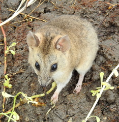 Sminthopsis crassicaudata