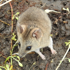 Sminthopsis crassicaudata