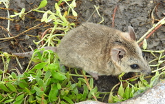 Sminthopsis crassicaudata