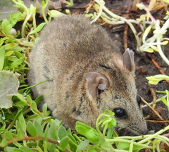Sminthopsis crassicaudata