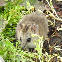 Sminthopsis crassicaudata