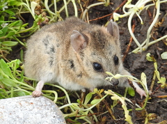 Sminthopsis crassicaudata