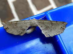 Parepisparis excusata