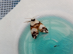 Thallarcha albicollis