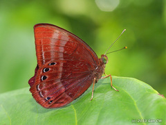 Abisara saturata kausambioides