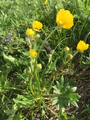 Ranunculus montanus