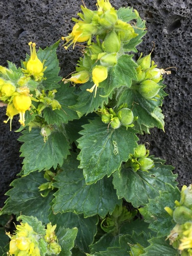 Scrophularia chrysantha