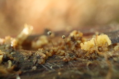 Macbrideola argentea