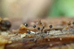 Macbrideola argentea