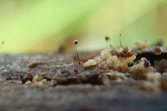 Macbrideola argentea