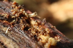 Macbrideola argentea