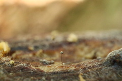 Macbrideola argentea