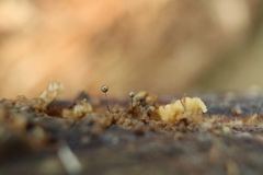 Macbrideola argentea