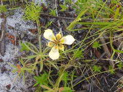 Moraea deltoidea