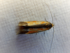 Philobota arabella