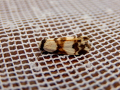 Thallarcha albicollis
