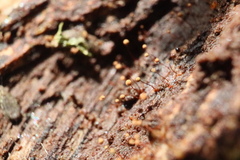 Cribraria microcarpa