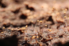 Cribraria microcarpa