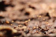 Cribraria microcarpa