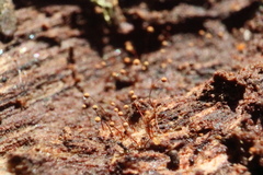 Cribraria microcarpa