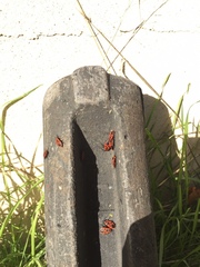 Pyrrhocoris apterus