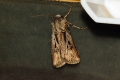 Agrotis spinifera