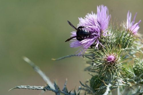 Andrena quadrimaculata