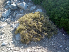 Sarcopoterium spinosum