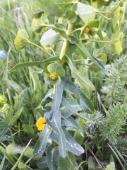 Euphorbia palustris