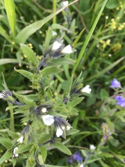 Buglossoides arvensis