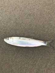 Clupea harengus