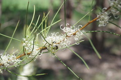 Hakea microcarpa