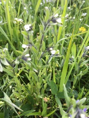 Buglossoides arvensis