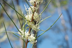 Hakea microcarpa