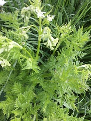 Chaerophyllum aureum