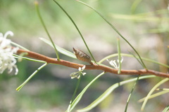 Hakea microcarpa