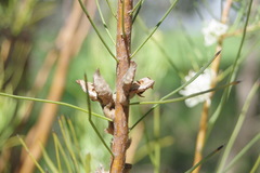Hakea microcarpa