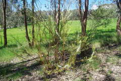 Hakea microcarpa