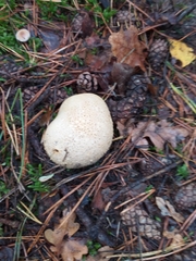 Scleroderma citrinum